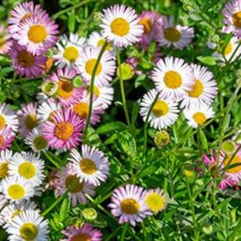 Erigeron karvinskianus 'Spindrift' 