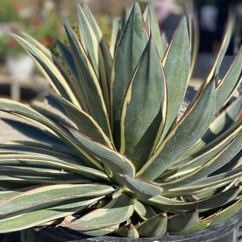 Agave 'Snow Glow' 