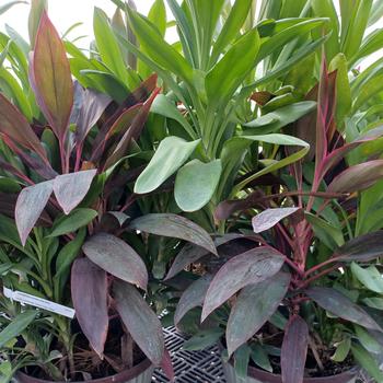 Cordyline fruticosa