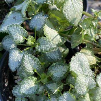 Lamium maculatum