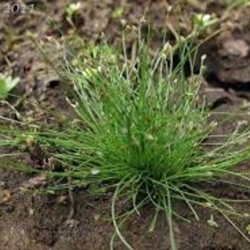 Eleocharis acicularis