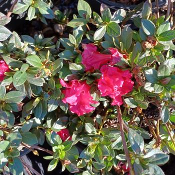 Rhododendron Rutherfordiana Hybrid 'Red Ruffles' 