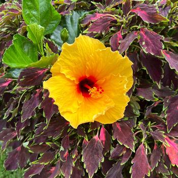 Hibiscus rosa-sinensis Tradewinds™ 'Island Wind'