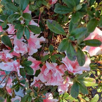 Rhododendron 'Robleze' PP32605