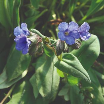 Pulmonaria saccharata 'Blue Ensign' 