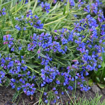 Pulmonaria longifolia 'Bertram Anderson' 