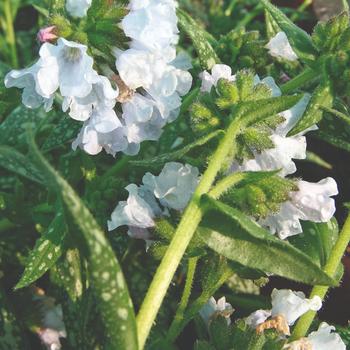 Pulmonaria saccharata 'Silver Streamers' Lungwort