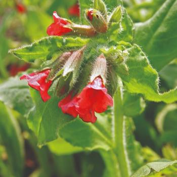 Pulmonaria rubra 'Redstart' 