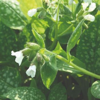 Pulmonaria officinalis 'Sissinghurst White' 