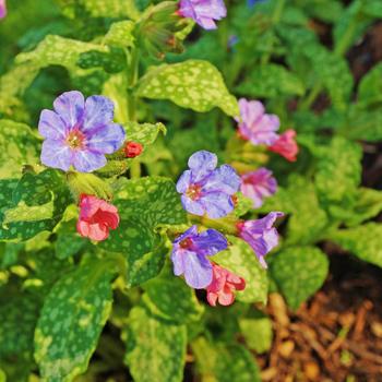 Pulmonaria 'Silver Streamers