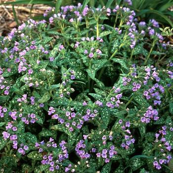 Pulmonaria saccharata 'Mrs Moon' 