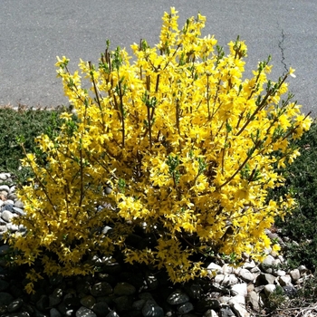Forsythia x intermedia 'Flojor' 
