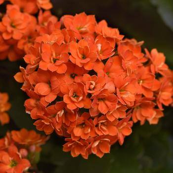 Kalanchoe blossfeldiana Mandala™ 'Double Orange'