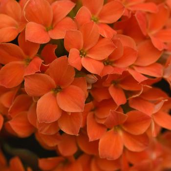 Kalanchoe blossfeldiana 'Bright Orange' 