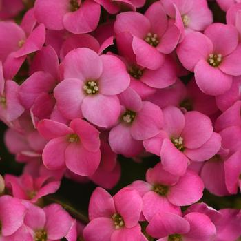 Kalanchoe blossfeldiana Mandala™ 'Hot Pink'