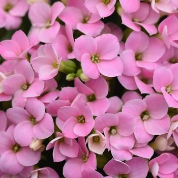 Kalanchoe blossfeldiana 'Light Pink' 