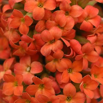 Kalanchoe blossfeldiana 'Orange' 