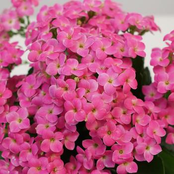 Kalanchoe blossfeldiana 'Pink' 