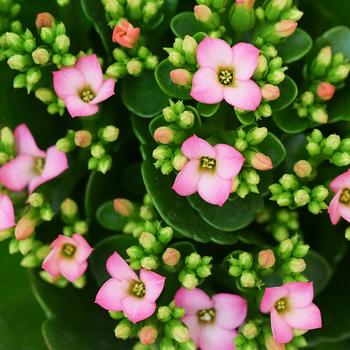 Kalanchoe blossfeldiana Mandala™ 'Pink White'