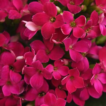 Kalanchoe blossfeldiana Mandala™ 'Purple'