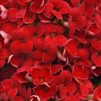 Kalanchoe blossfeldiana Mandala™ 'Red'