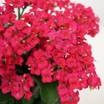 Kalanchoe blossfeldiana Mandala™ 'Rose'