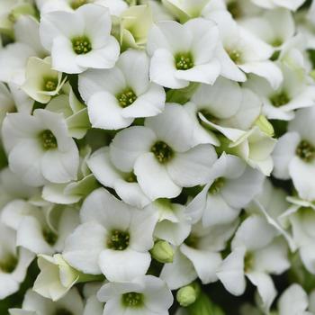 Kalanchoe blossfeldiana Mandala™ 'White'