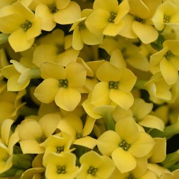 Kalanchoe blossfeldiana 'Yellow' 
