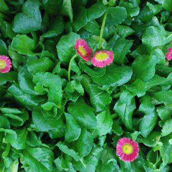 Bellis perennis 'Galaxy Red' 