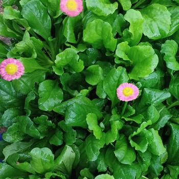 Bellis perennis 'Galaxy Rose' 