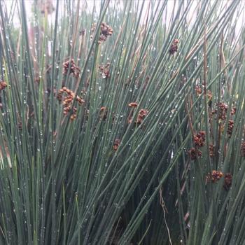 Juncus patens 'Elk Blue' 