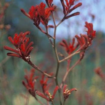 Anigozanthos 'Red Velvet' 