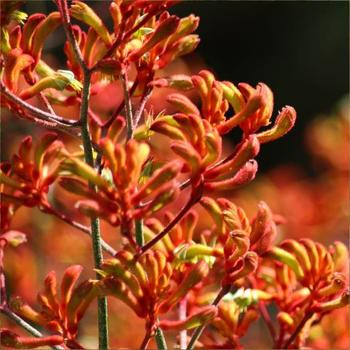 Anigozanthos 'Tequila Sunrise' 