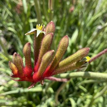 Anigozanthos 'Regal Velvet' 