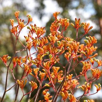 Anigozanthos 'Orange Cross' 