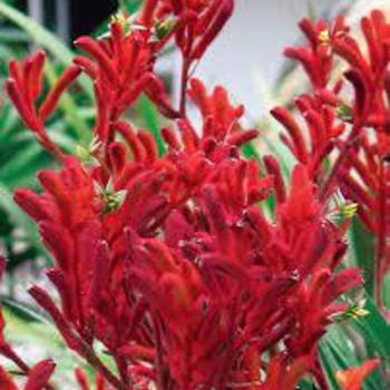 Anigozanthos 'Red' 