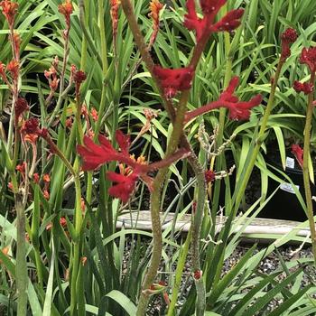 Anigozanthos flavidus 'Red Cross' 