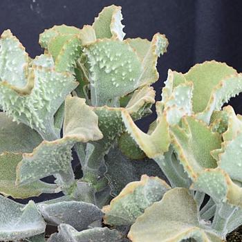 Kalanchoe beharensis 