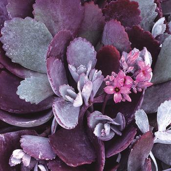 Kalanchoe pumila 'Silver Gray' 