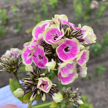 Phlox paniculata 'Orchid Yellow' 