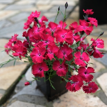 Dianthus 'Cherry Charm' PP30871