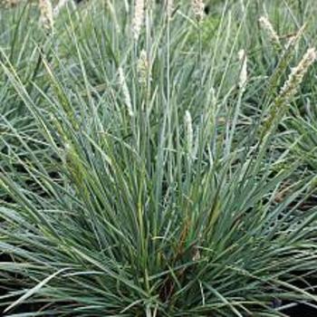 Sesleria autumnalis 'Campo Azul' 