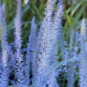 Pennisetum 'Fairy Tails' 