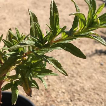 Cistus ladanifer