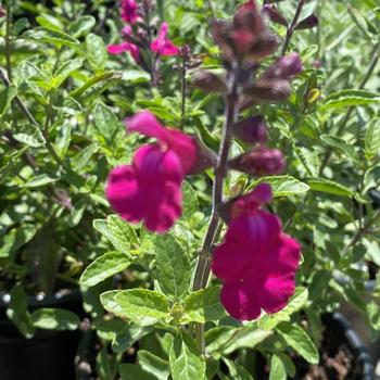 Salvia microphylla 'Heatwave Brilliance' PP25606