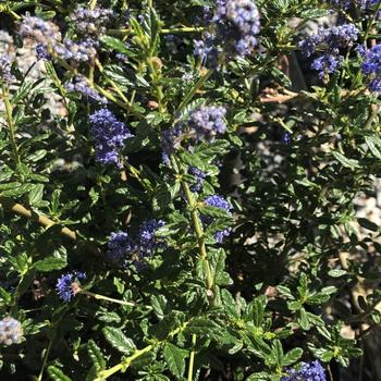 Ceanothus 'Concha' 