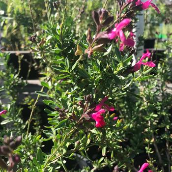 Salvia greggii 'Big Pink' 
