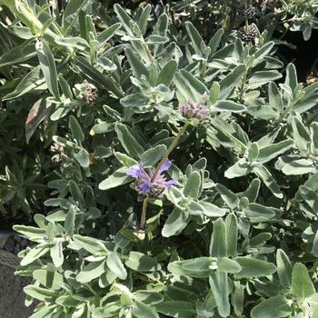 Salvia 'Allen Chickering' 