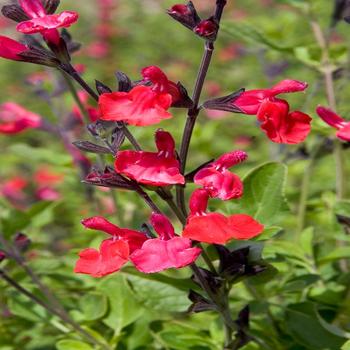 Salvia greggii 'Flame' 