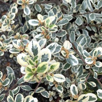 Rhamnus alaternus 'Variegata' 